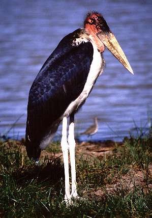 marabu