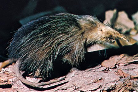 Almiqui