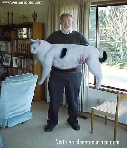 4987000el-gato-mas-grande-del-mundo