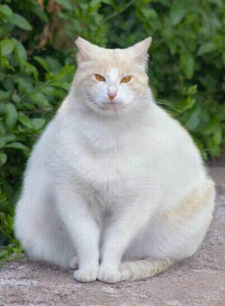 big_cat