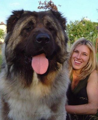 Biggest_dogs