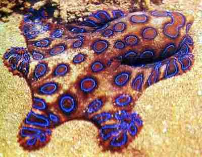 pulpo de anillos azules