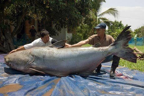 catfish11