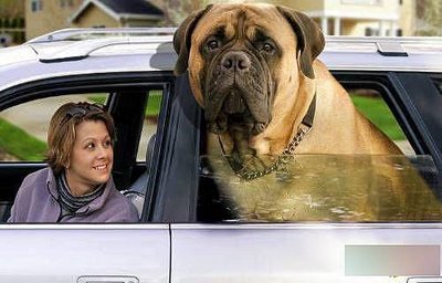 fat_dog3