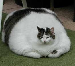 gato-gordo