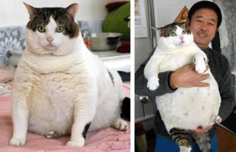 gatos_gigantes