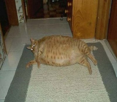 giant-cats-01