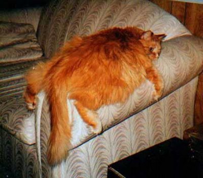giant-cats-03