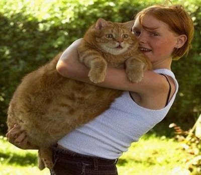 giant-cats-06