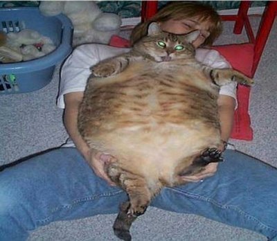 giant-cats-08