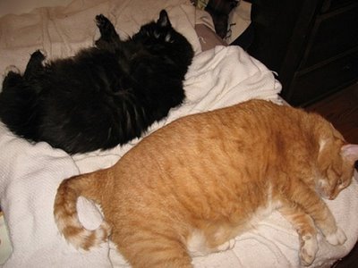 giant-cats-11
