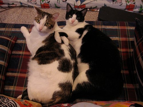 giant_cats