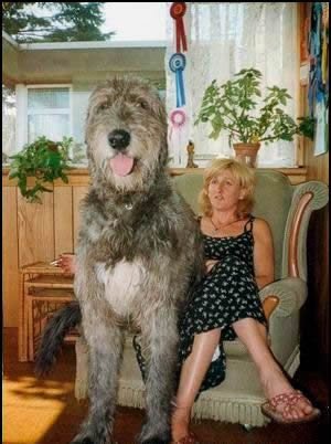irish_wolfhound1