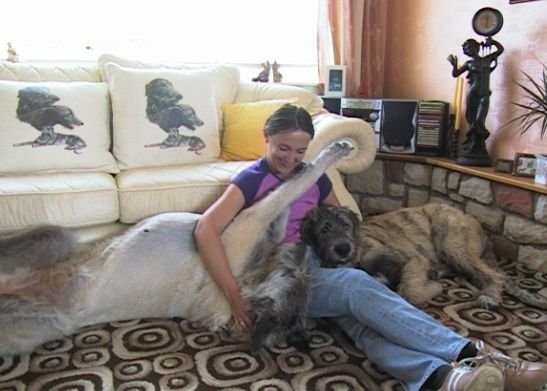 irish_wolfhound2