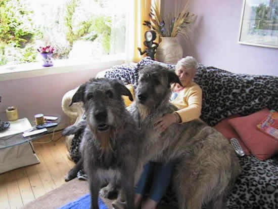 irish_wolfhound3