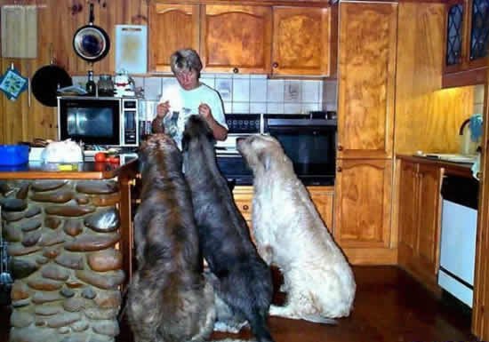 irish_wolfhound4