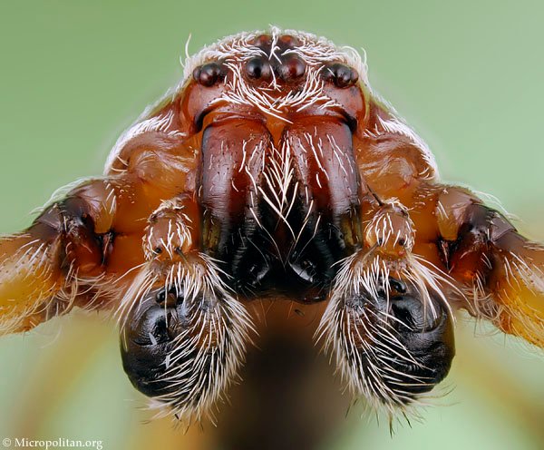 larinioides_cornutus