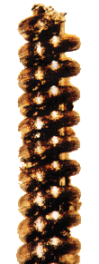 nano5