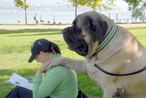 perro_gigante
