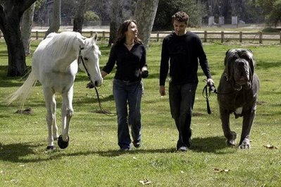 worlds-biggest-dog