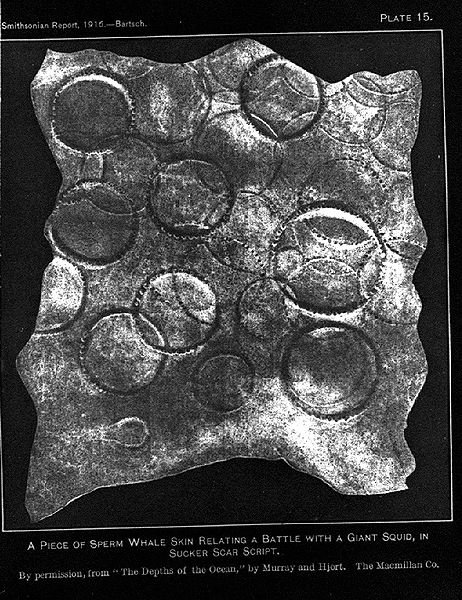 462px-a_piece_of_sperm_whale_skin_with_giant_squid_sucker_scars