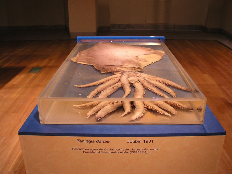 799px-taningia_danae_joubin_1931