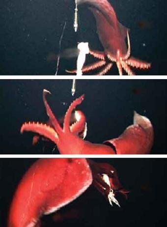 ataque_calamar_gigante