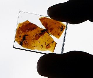 ESPAÑA-CIENCIA-ÁMBAR