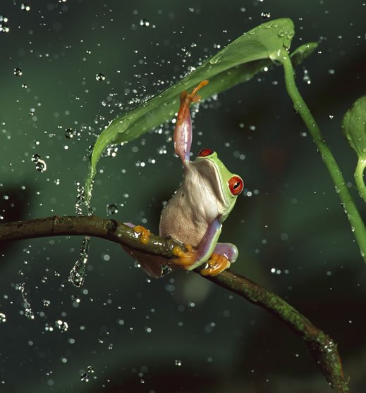 rana-no-agua