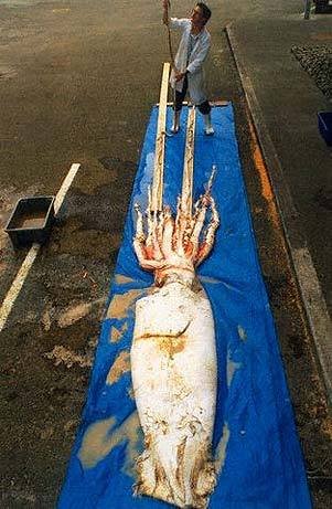 squid5