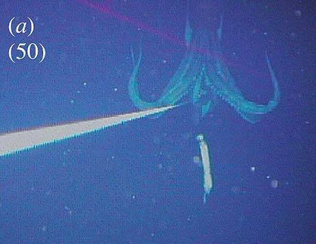 squid_gigante