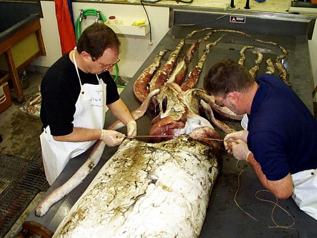 squid_mantle_width1