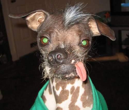060527_ugliest_dog