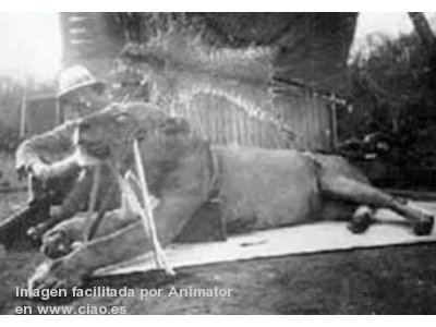 Patterson junto a uno de los leones