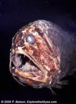 animal-feo2