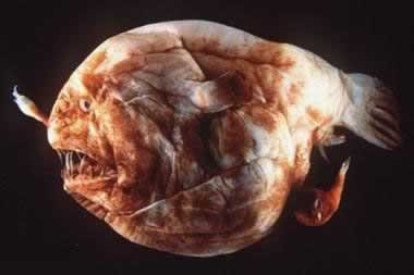 animal-feo4