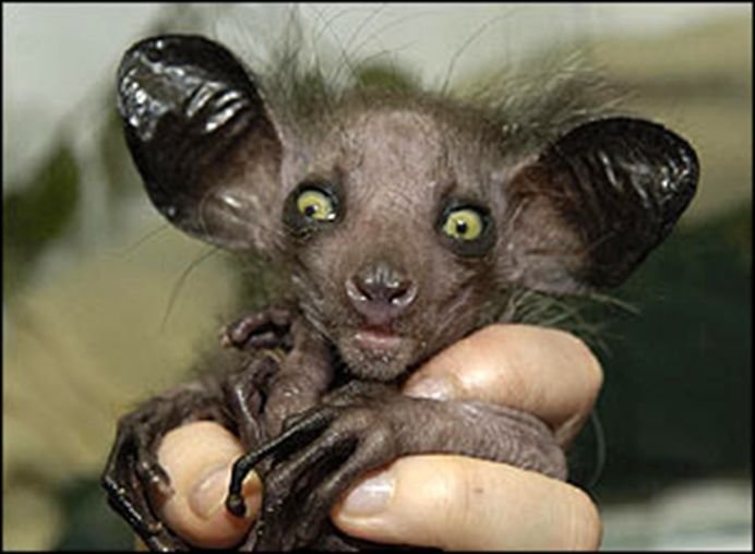 animalesraros03