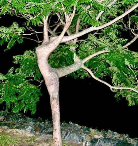 arbol