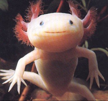 axolotl