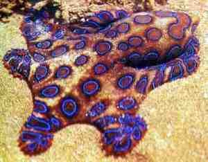 blueringedoctopus5tc3