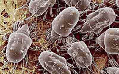 dustmites