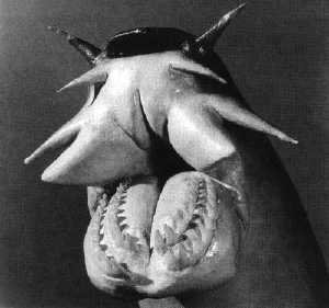 hagfish