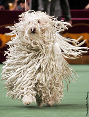 USA DOG SHOW