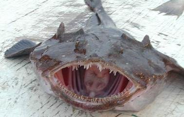 ls_ugliest_monkfish_02