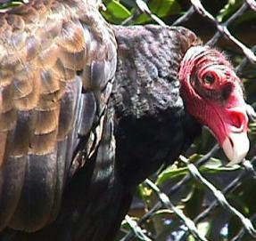 ls_ugliest_vulture_02