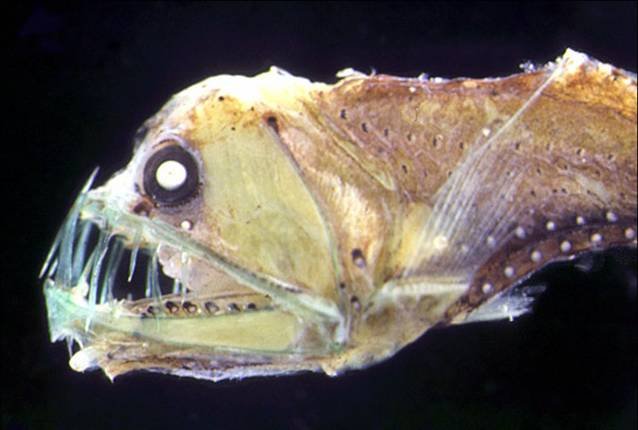 messina_straits_chauliodus_sloani