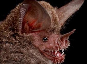 murcielago_nueva_especie