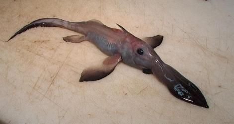 normal_longnose-chimaera