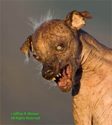 sam_ugly_dog