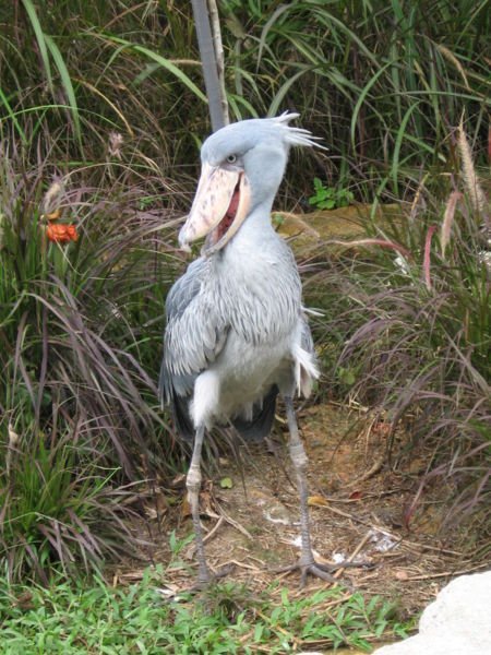shoebill